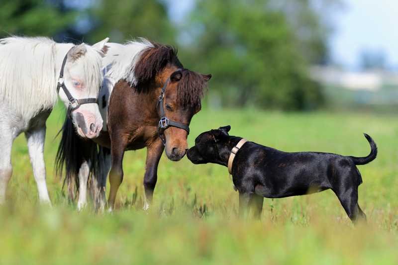 cheval et chien compatibilité