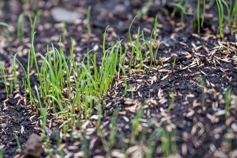comment semer du gazon sur une pelouse existante