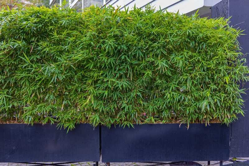 comment planter des bambous dans un bac