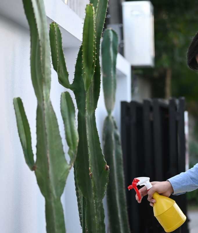 comment soigner un cactus euphorbe