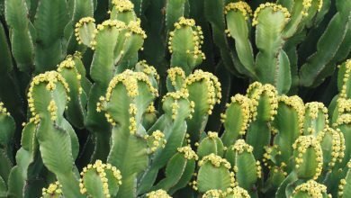 euphorbe cactus malade