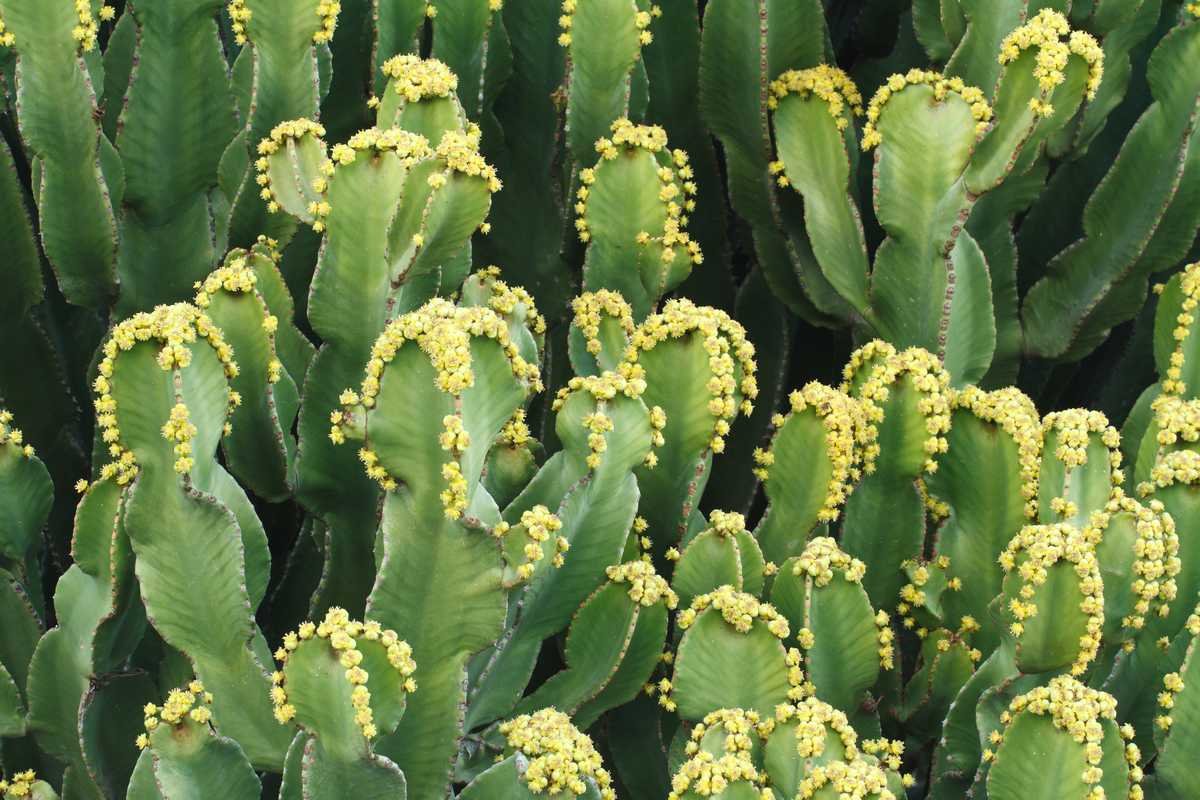 euphorbe cactus malade