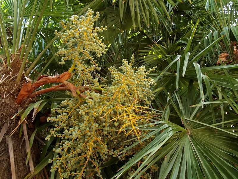 palmier trachycarpus fortunei entretien