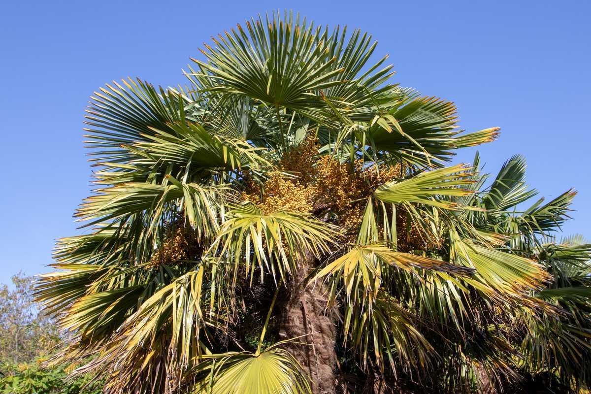 palmier trachycarpus fortunei