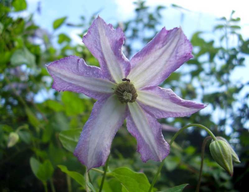 clematis viticella little nell