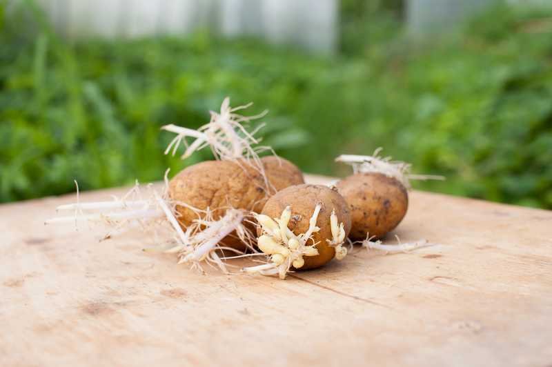 comment planter des pommes de terre qui ont germé