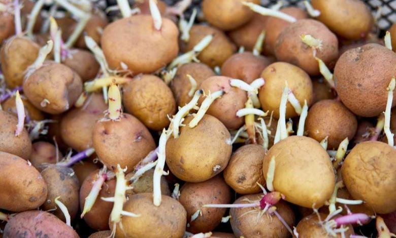 peut on planter des pommes de terre de consommation germées