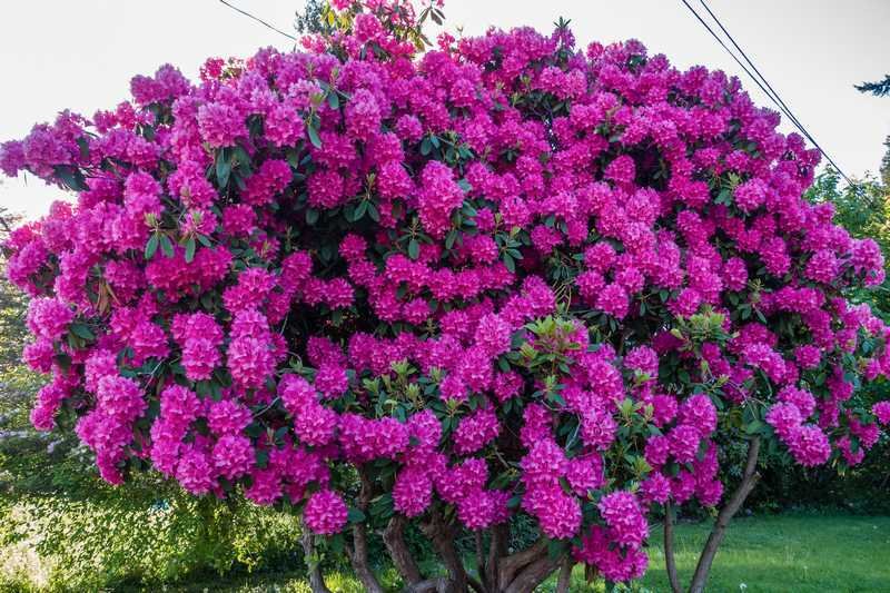 arbre à fleur rose persistant