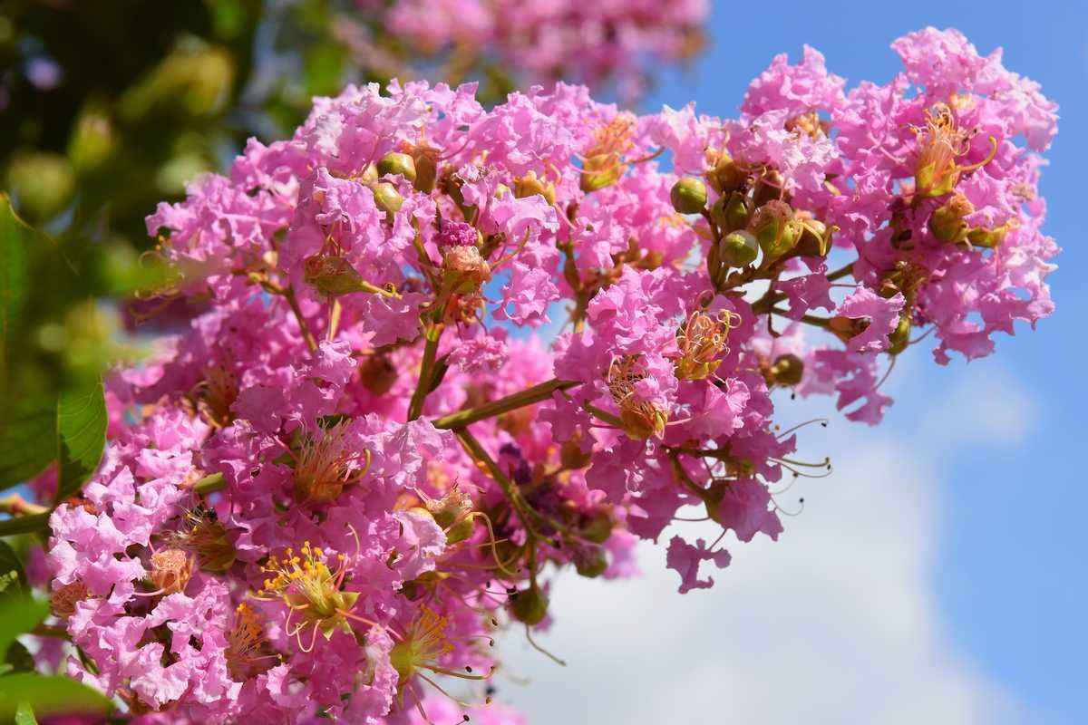 arbres à fleurs roses en été