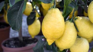 astuce engrais citronnier
