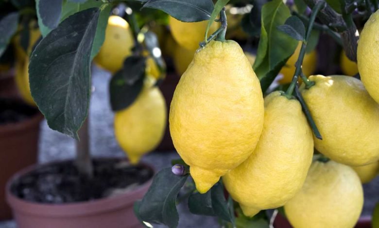 astuce engrais citronnier