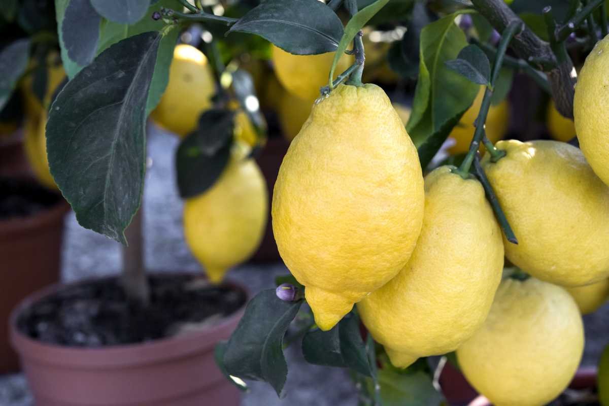 Quel engrais utiliser pour un citronnier ? Conseils, astuces