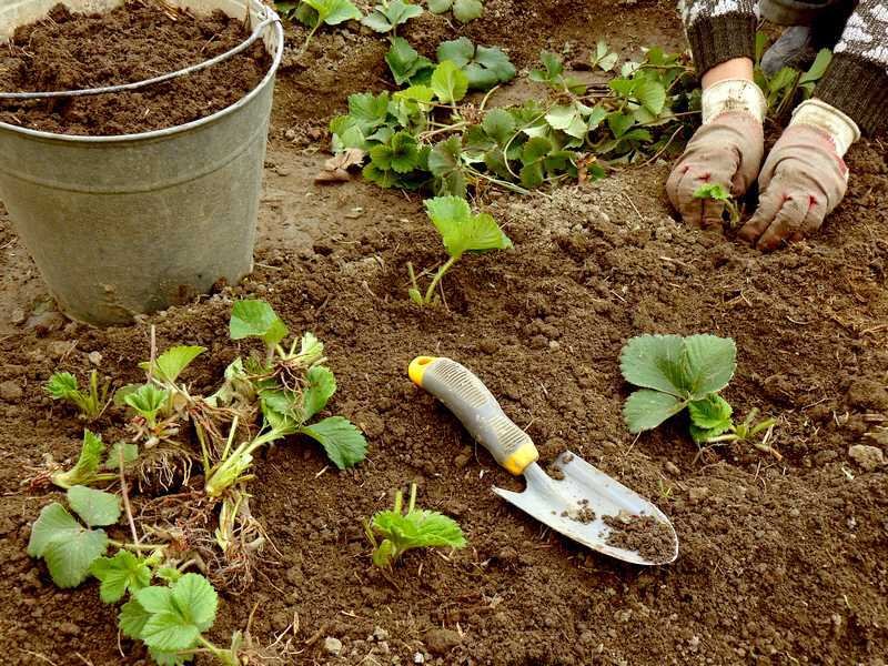 comment préparer la terre pour planter des fraisiers