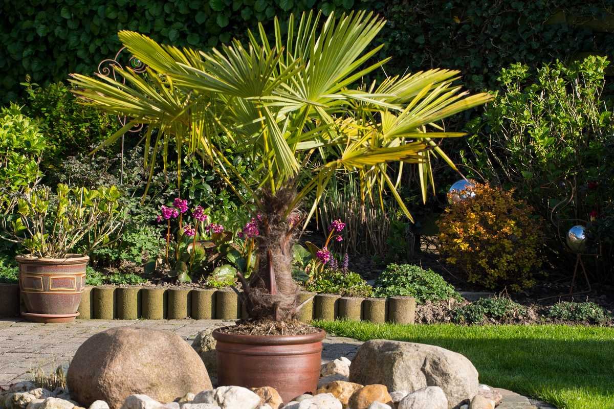 Comment cultiver un palmier en pot ?