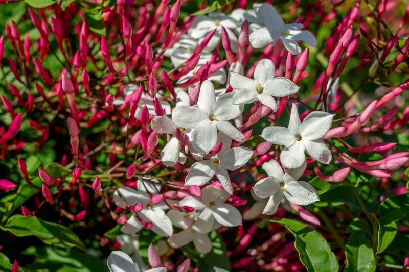 jasminum polyanthum floraison