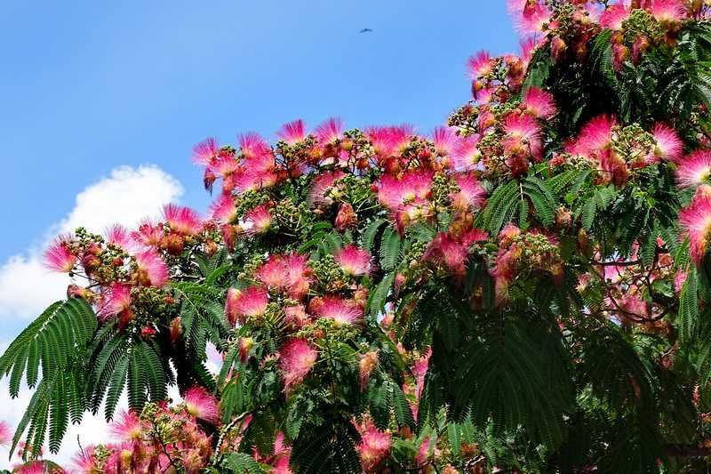 liste arbre à fleurs roses en été