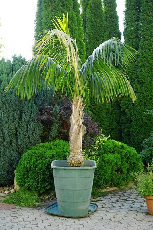 quand arroser un palmier en pot