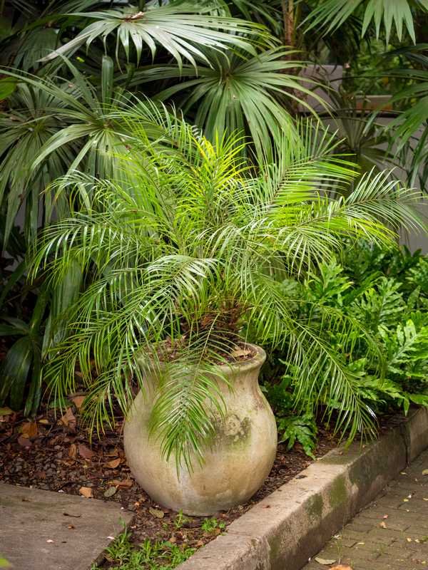 quel palmier en pot extérieur