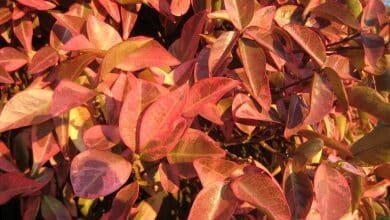 jasmin étoilé feuilles rouges