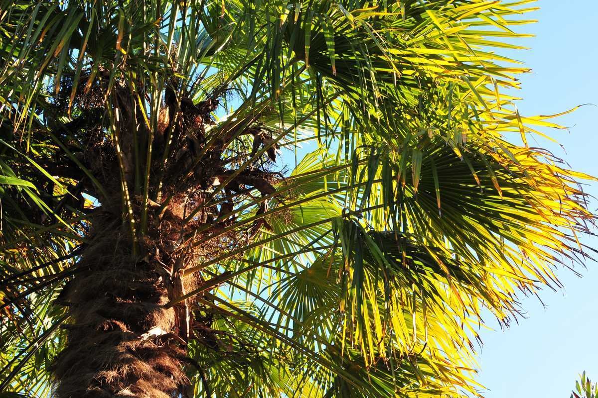 palmier bout des feuilles marron