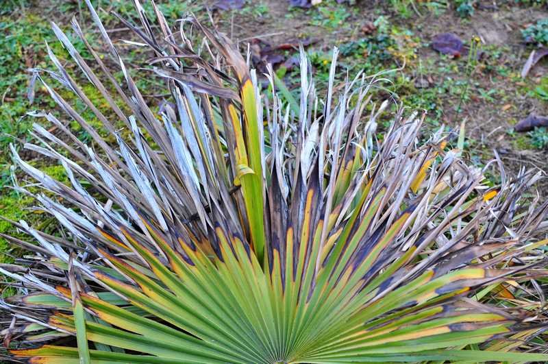 palmier bout des feuilles sèches