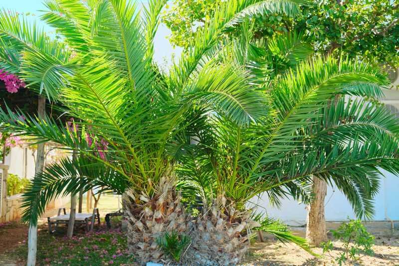 comment s occuper d un palmier phoenix canariensis
