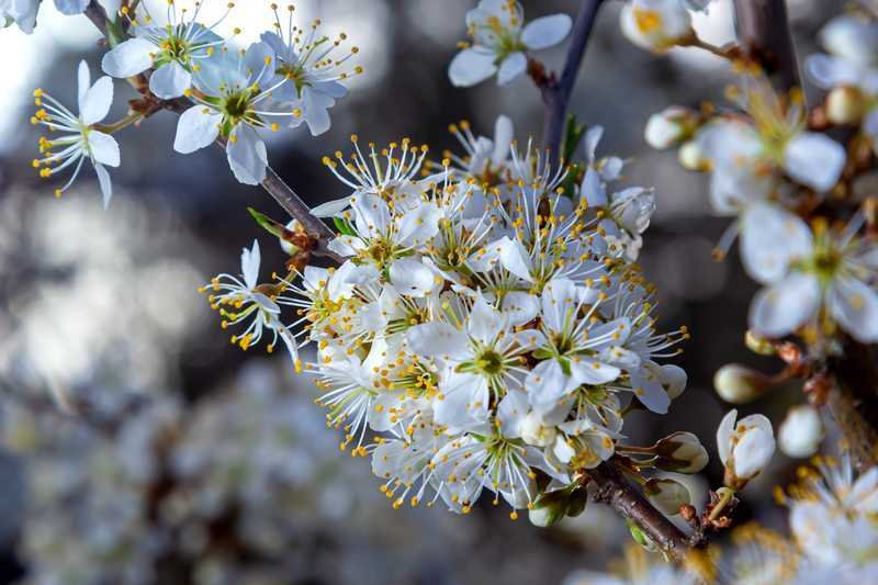 Prunus spinosa fleurs