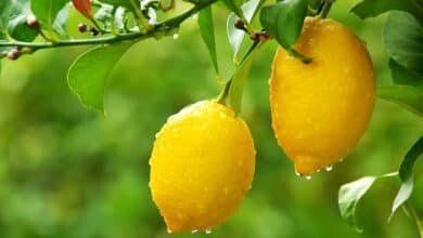 citronnier des 4 saisons