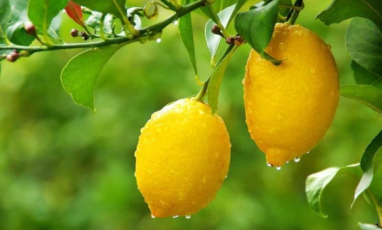 citronnier des 4 saisons