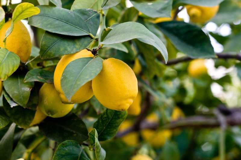 comment s occuper d un citronnier des 4 saisons