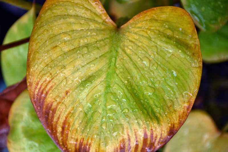 Alocasia cucullata feuilles jaunes