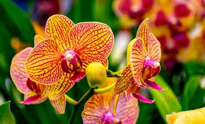 Orchidée vanda