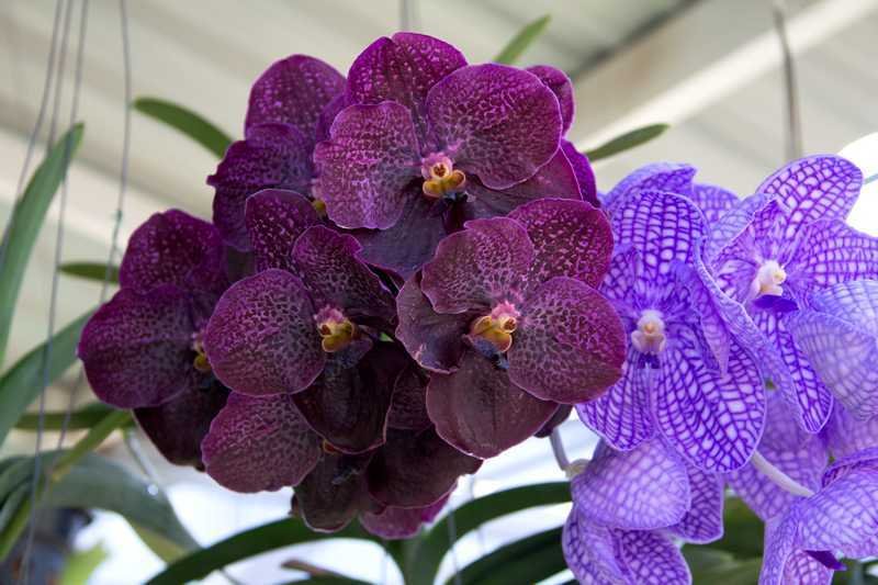 Orchidée vanda fleurs violettes