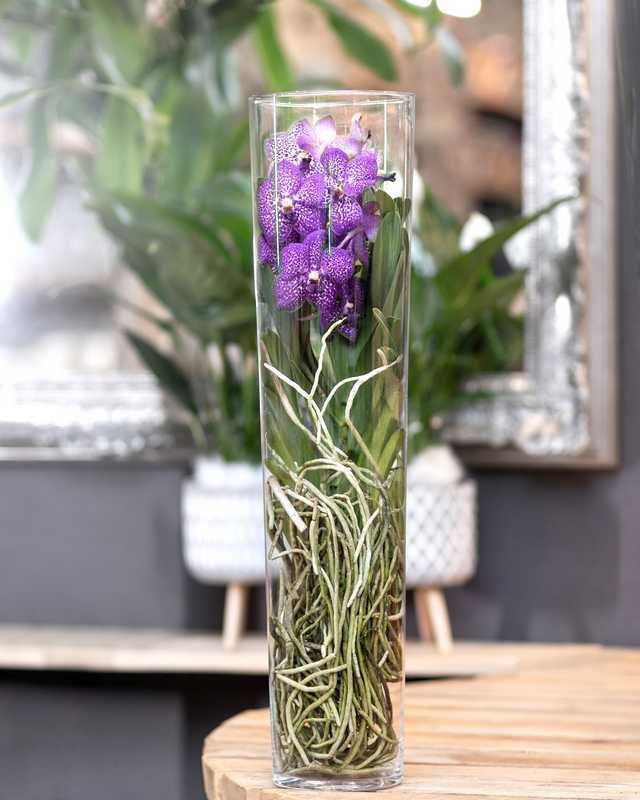 Orchidée vanda dans un vase transparent