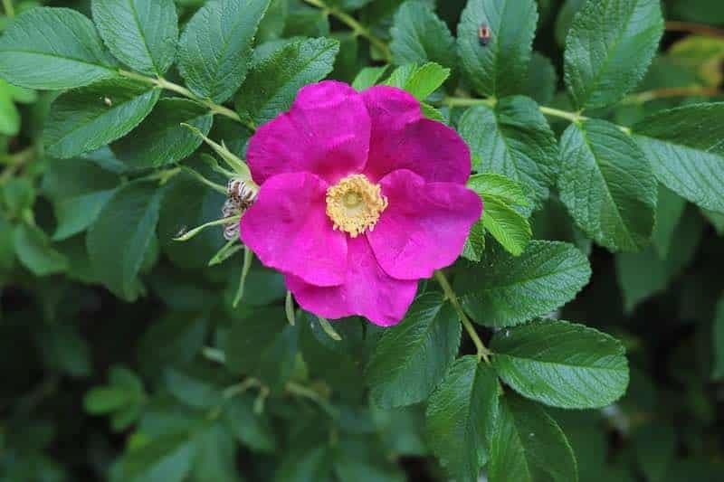 Rosa rugosa rosier japonais