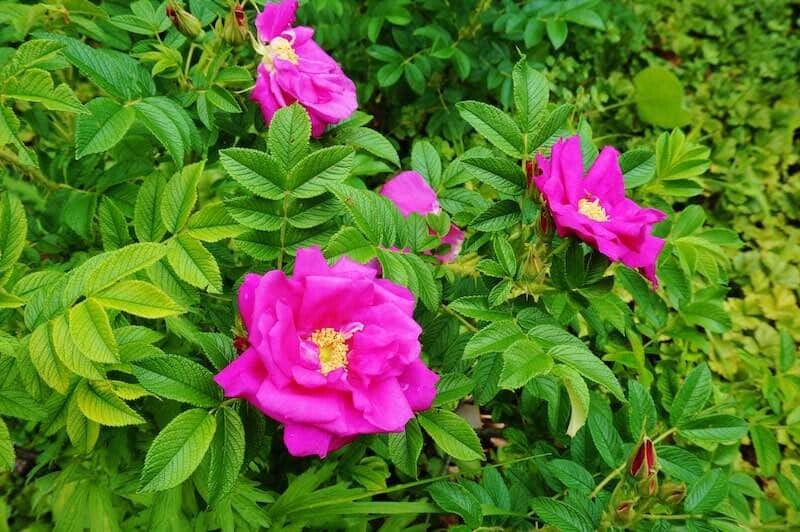 Fleur rose de Rosa rugosa