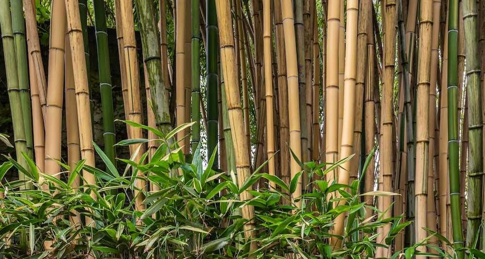Haie de bambou géant