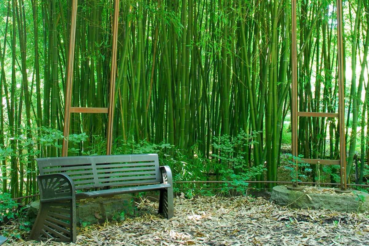 bambou géant