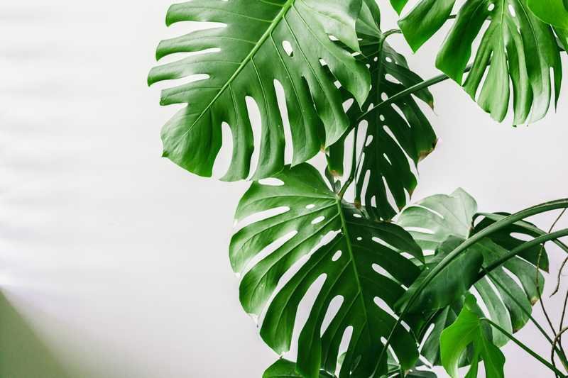 Philodendron plante intérieur facile