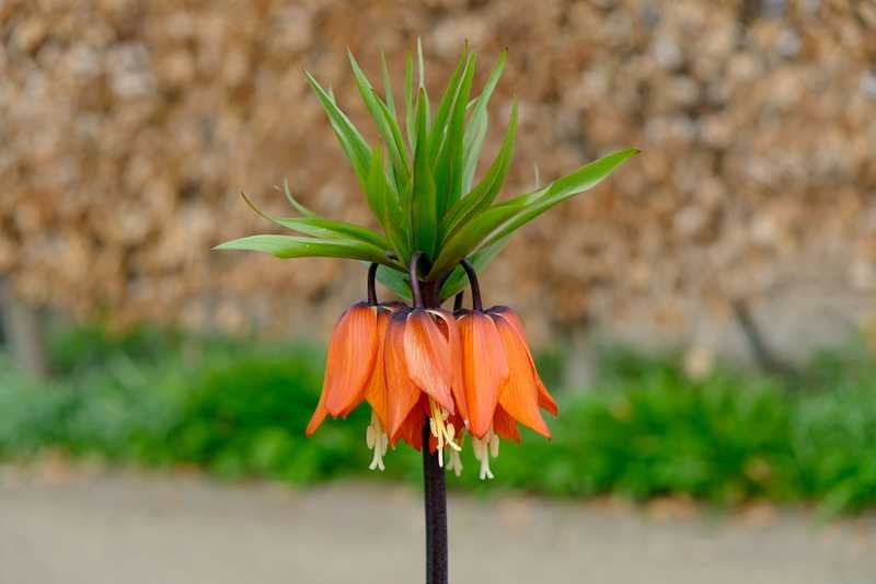 fleur orange fritillaire