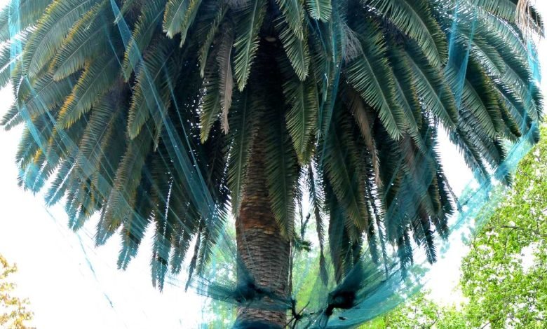 papillon du palmier